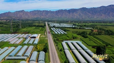 謝云 打造“陽(yáng)高紅”，為農(nóng)業(yè)大縣高質(zhì)量發(fā)展探新路